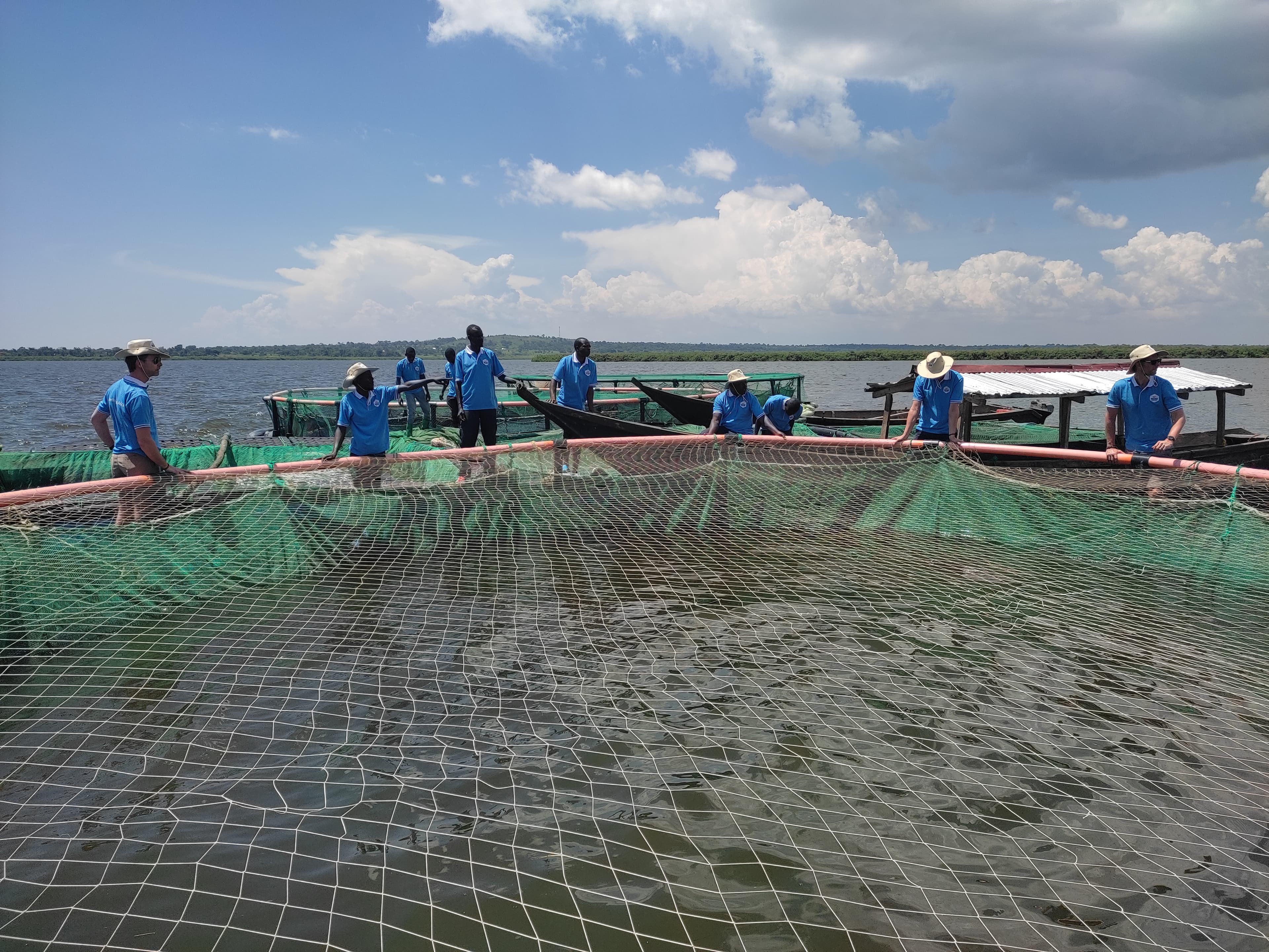 Tilapia production capacity - Image 1