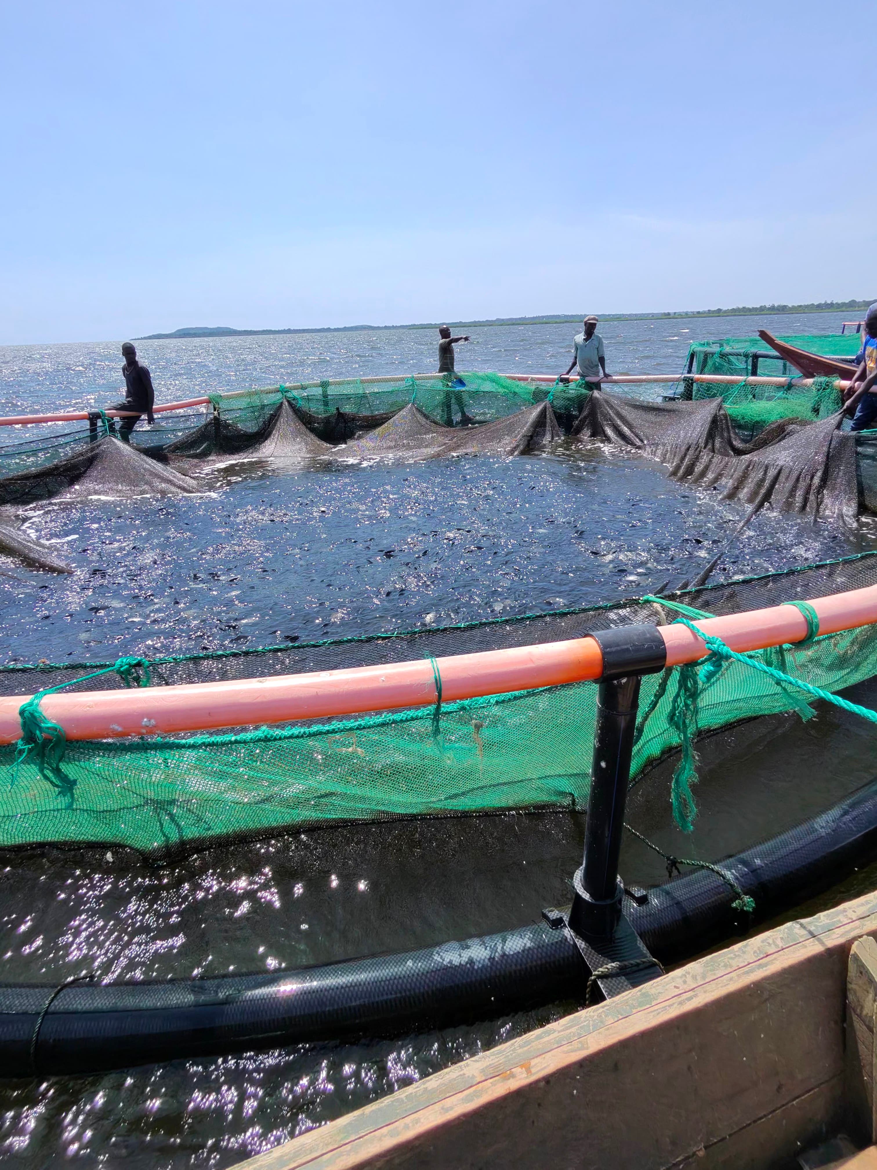 Fresh Tilapia - Image 1